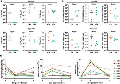 Host- and Species-Dependent Quasispecies Divergence of Severe Acute Respiratory Syndrome Coronavirus-2 in Non-human Primate Models